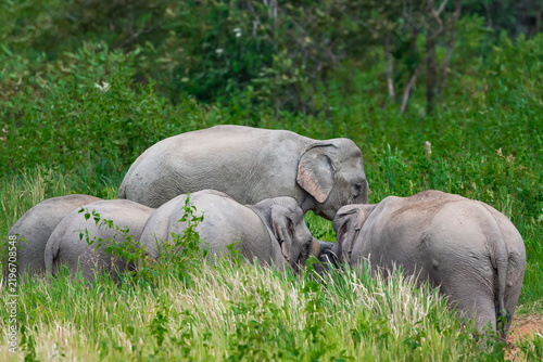 Obraz na płótnie The Asian elephant (Elephas maximus) is a large mammal with a gray body and a lo