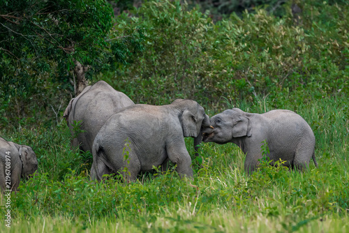 Obraz na płótnie The Asian elephant (Elephas maximus) is a large mammal with a gray body and a lo