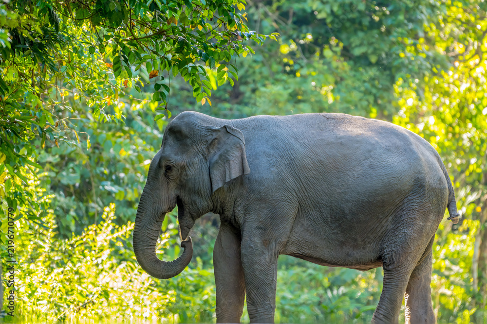 Fototapeta premium The Asian elephant (Elephas maximus) is a large mammal with a gray body and a long, protruding nose known as a trunk; the trunk of the Asian elephant features a single 