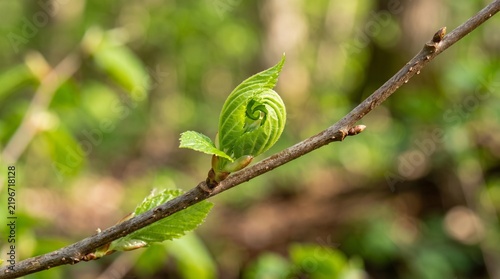 New Bud Unfurling: A tightly curled green bud, showcasing intricate spiraling patterns, begins to unfurl on a thin branch amidst a softly blurred backdrop of lush spring foliage.