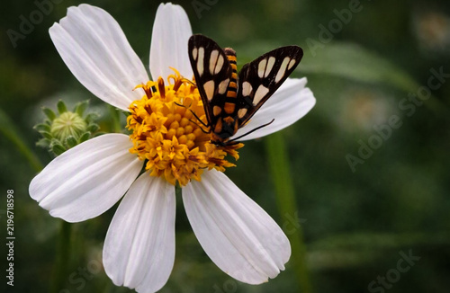 A black-and-orange moth with white spots rests gracefully on a white flower with a bright yellow center.