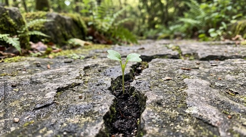 Resilience in Nature: A tiny seedling pushes through a crack in a stone path, symbolizing the indomitable power of life and growth amidst adversity.
