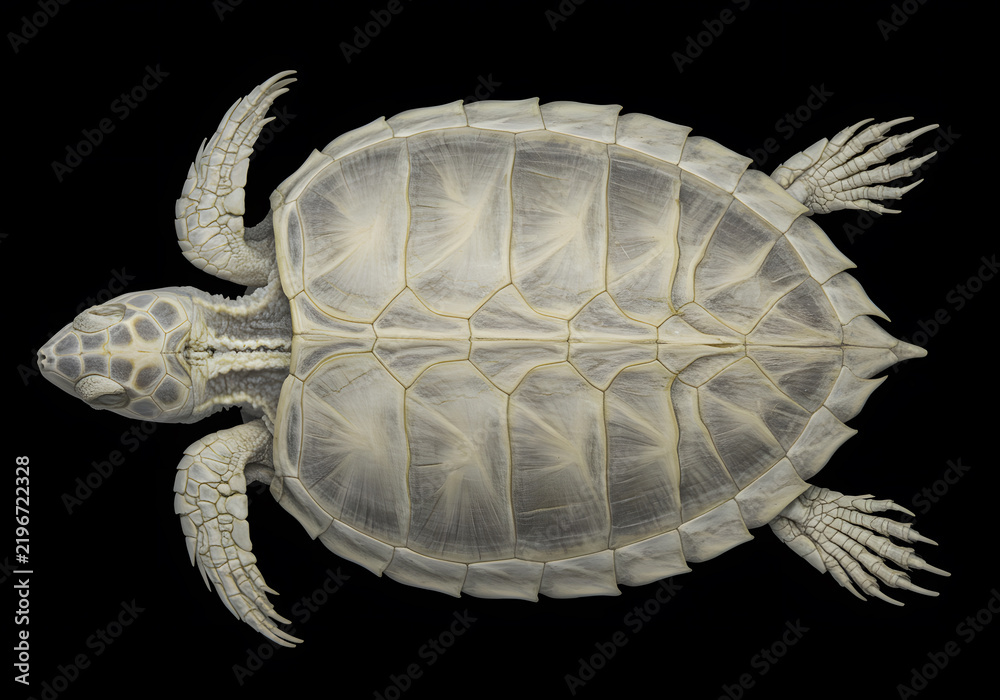 Fototapeta premium Turtle shell anatomy illustration