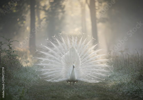 White peacock display in misty forest