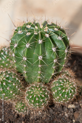 Фотография Close up of green spiny cactus in pot