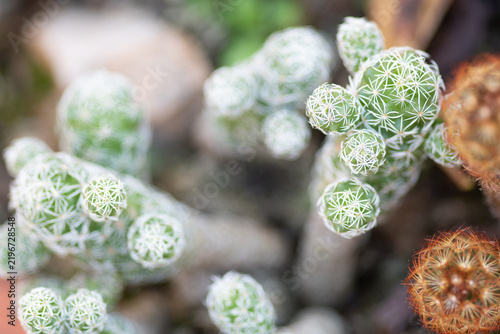 Cuadro en lienzo Green mammillaria gracilis cactus growing with thorns