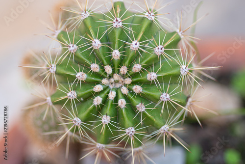 Fotografía Green cactus top view showing thorns and symmetry