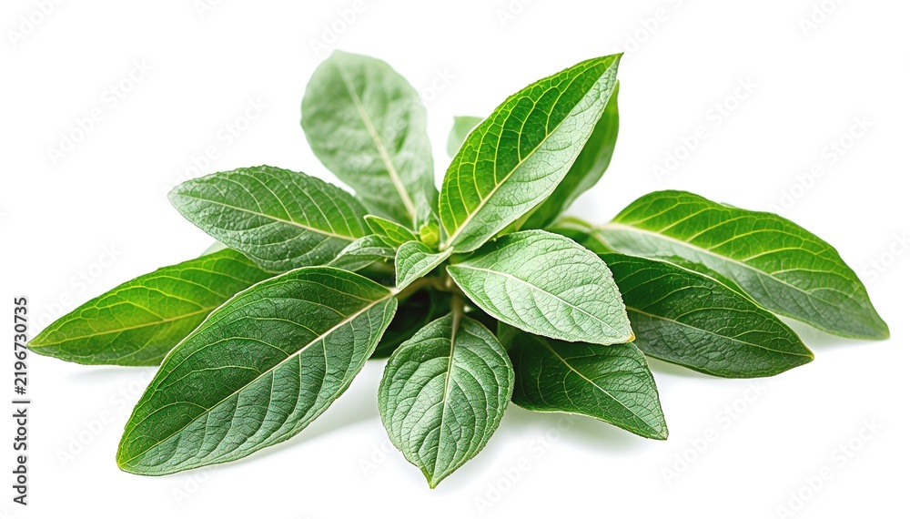 Fototapeta premium Aromatic fresh sage leaves bunch for cooking herbal ingredient isolated on transparent background png.