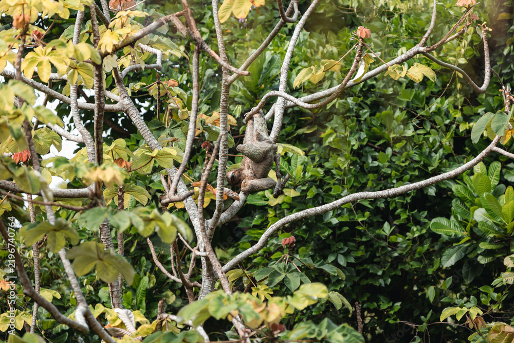 Fototapeta premium Three-toed sloth climbing rainforest tree branches
