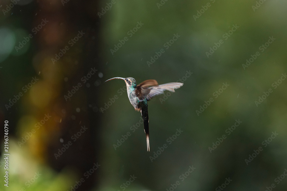 Fototapeta premium Long-tailed hermit hummingbird hovering during flight in nature