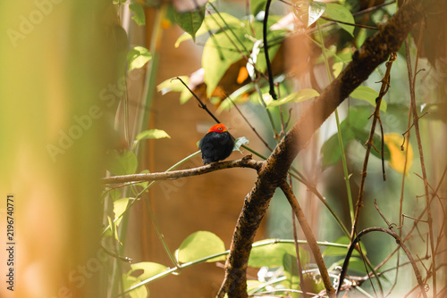 Obraz na plátne Red-capped manakin perching on tree branch in tropical forest