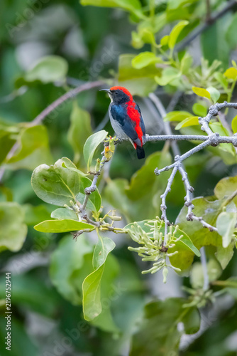 The Scarlet-backed Flowerpecker on a branch