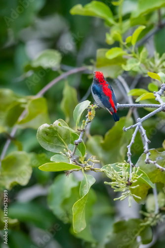 The Scarlet-backed Flowerpecker on a branch