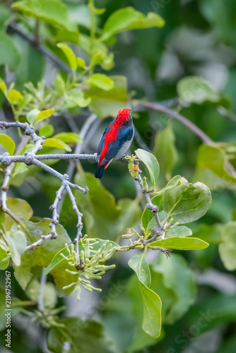 The Scarlet-backed Flowerpecker on a branch