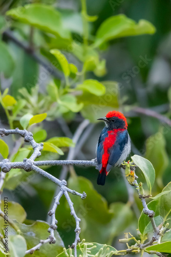 The Scarlet-backed Flowerpecker on a branch