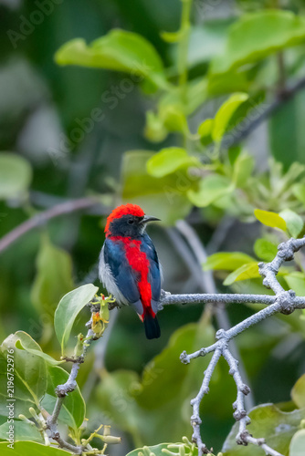 The Scarlet-backed Flowerpecker on a branch