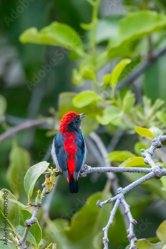 The Scarlet-backed Flowerpecker on a branch
