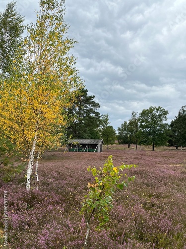 Landschaft in der Lüneburger Heide im Spätsommer bei Laubfärbung mit Bienenhaus in Schneverdingen