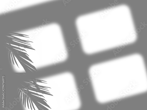A soft shadow overlay of a window frame and tropical palm leaves cast on a wall surface presented as an isolated on transparent background