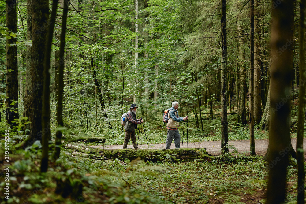 Fototapeta premium Caucasian active senior men hiking with trekking poles along forest trail. Image suitable for outdoor recreation, retirement lifestyle, health promotion campaigns, wide shot