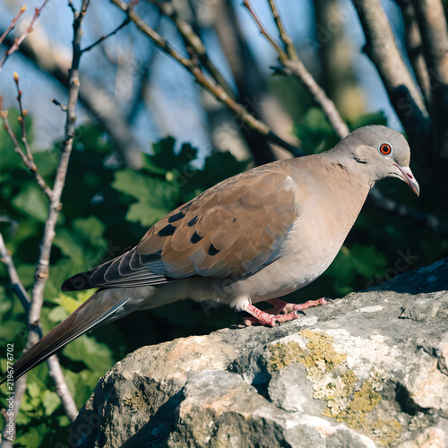 Mourning dove bird sitting on a rock in a sunny garden