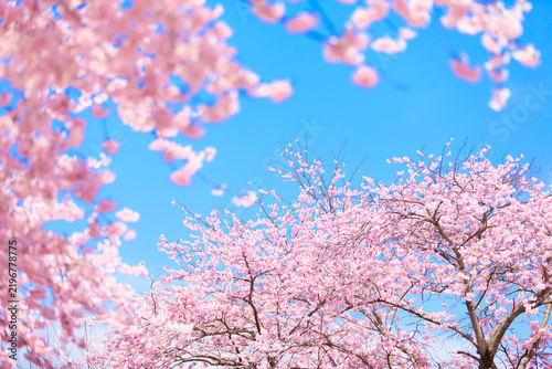 Canvastavla cherry blossom in spring