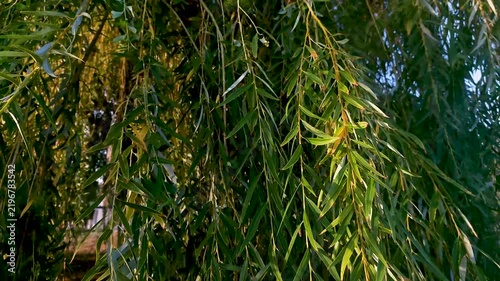 Close-up of lush green weeping willow branches with long narrow leaves hanging down and swaying gently in the breeze, natural outdoor scene