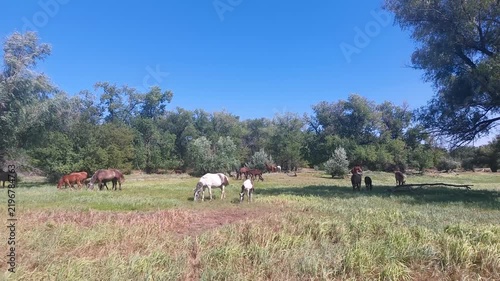 A herd of horses is peacefully grazing on the lawn on a sunny day.