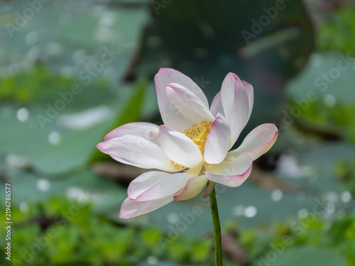 Blooming Lotus Flower in Pond
