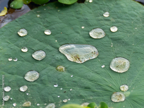 Water Droplets on Lotus Leaf