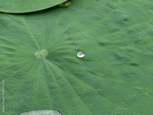 Water Droplet on a Green Lotus Leaf