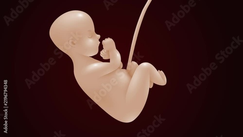 3D Human Fetus Embryo Developing Inside Womb Medical Animation