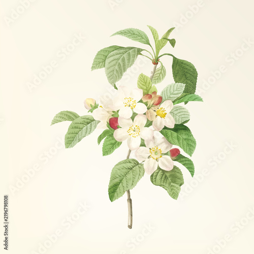 branch of cherry tree