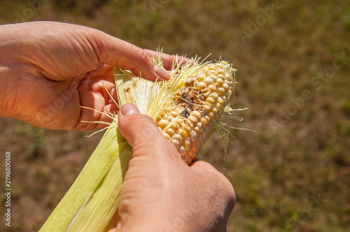 Bild auf Leinwand Hands peeling back husks to reveal a corn ear damaged by a worm