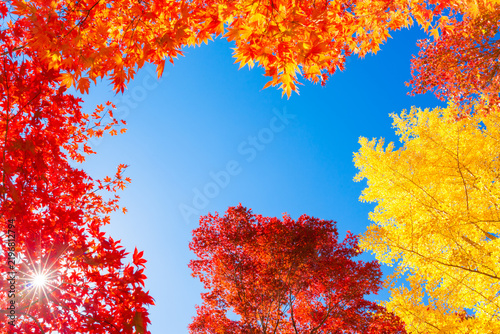 autumn leaves against blue sky