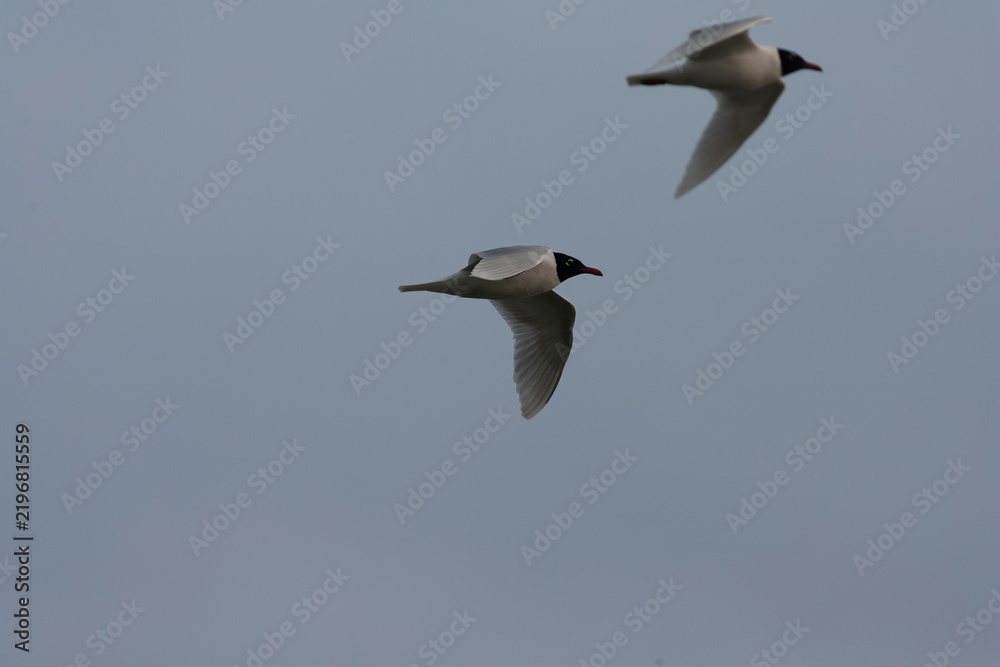 Fototapeta premium Mediterranean Gull, Ichthyaetus melanocephalus
