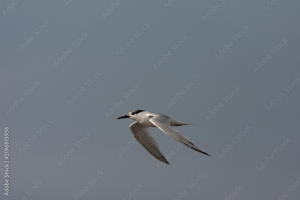 Fototapeta premium Sandwich Tern, Thalasseus sandvicensis