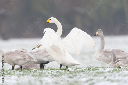 Whooper Swan, Cygnus cygnus