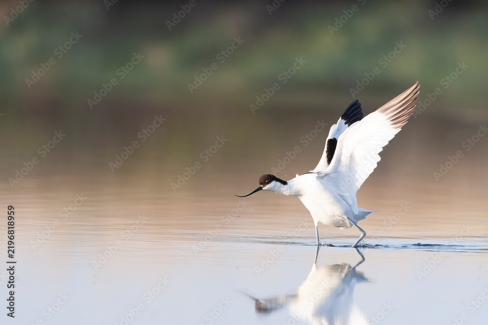 Obraz premium Pied Avocet, Recurvirostra avosetta