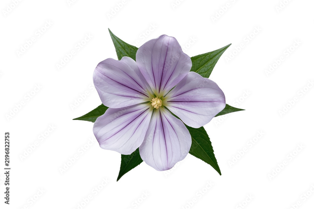 Obraz premium Lavender five petal flower arranged over dark green foliage