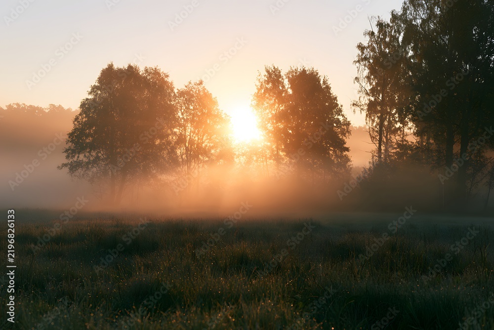 Fototapeta premium Misty sunrise over a calm meadow with trees and fog