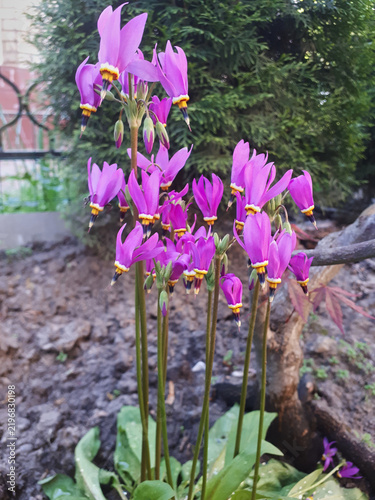 A cluster of vivid magenta Dodecatheon (Shooting Star) flowers