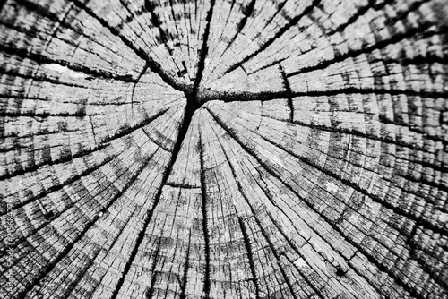 Black and white close-up of cracked tree rings and wood grain