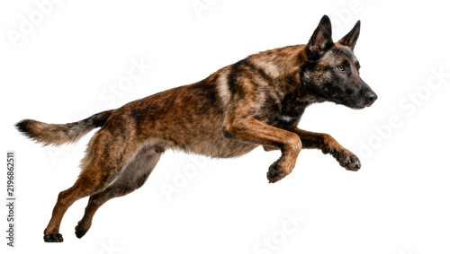 Obraz na plátně Brindle Dutch Shepherd dog mid-air jump, isolated on transparent background