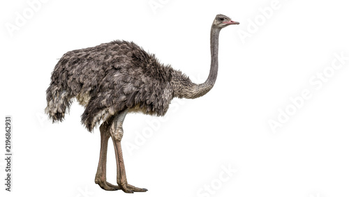 Quadro su tela Large grey ostrich bird with long neck standing, isolated on transparent backgro