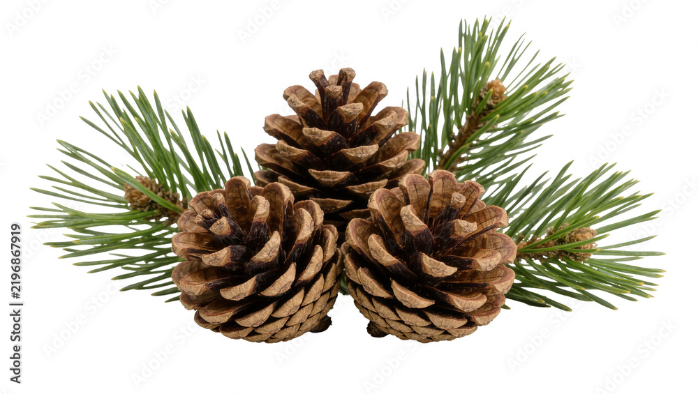 Fototapeta premium Three textured brown pine cones with green pine needles, isolated on transparent background