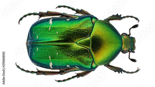 Fotografía Iridescent green beetle with textured carapace, isolated on transparent backgrou