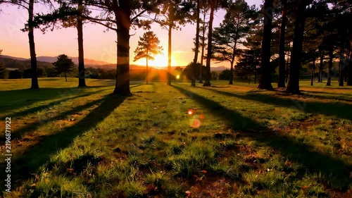 Serene Sunset Glow in a Pine Forest.