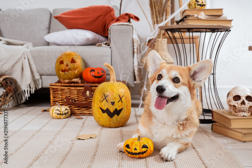 Cute Corgi dog with pumpkins lying on floor at home decorated for Halloween p...