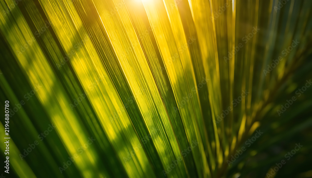 Obraz premium Sunlight shining through a green palm leaf in nature